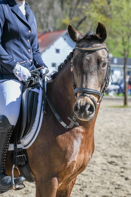 国际篮球舞 国际篮球舞